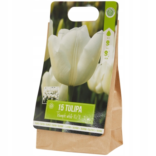 Tulipany Triumph fioletowo-białe 10szt cebulek 122