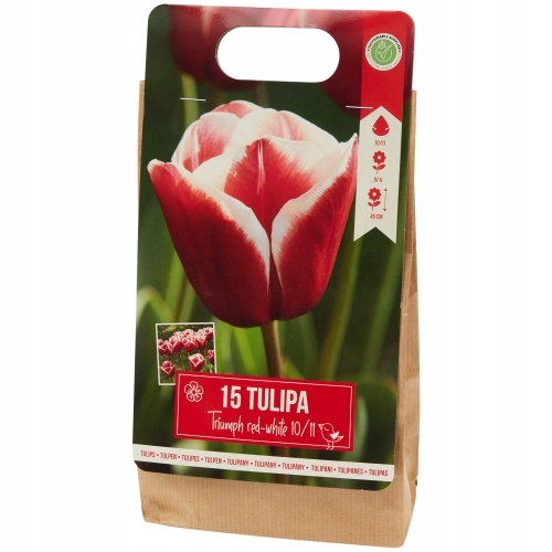 Tulipany Triumph fioletowo-białe 10szt cebulek 122