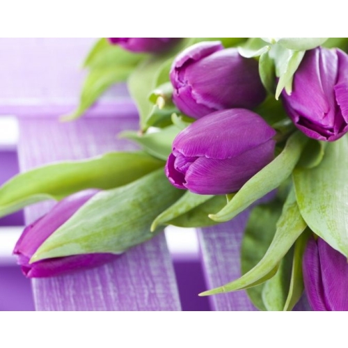 Tulipany Triumph fioletowo-białe 10szt cebulek 122