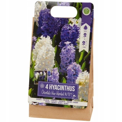 Tulipany Triumph fioletowo-białe 10szt cebulek 122