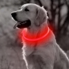 Obroża LED dla psa kota z możliwością wielokrotnego ładowania usb Czerwona